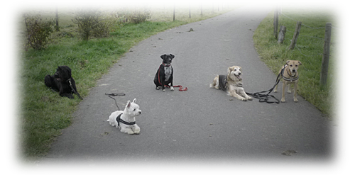 Hundegruppe